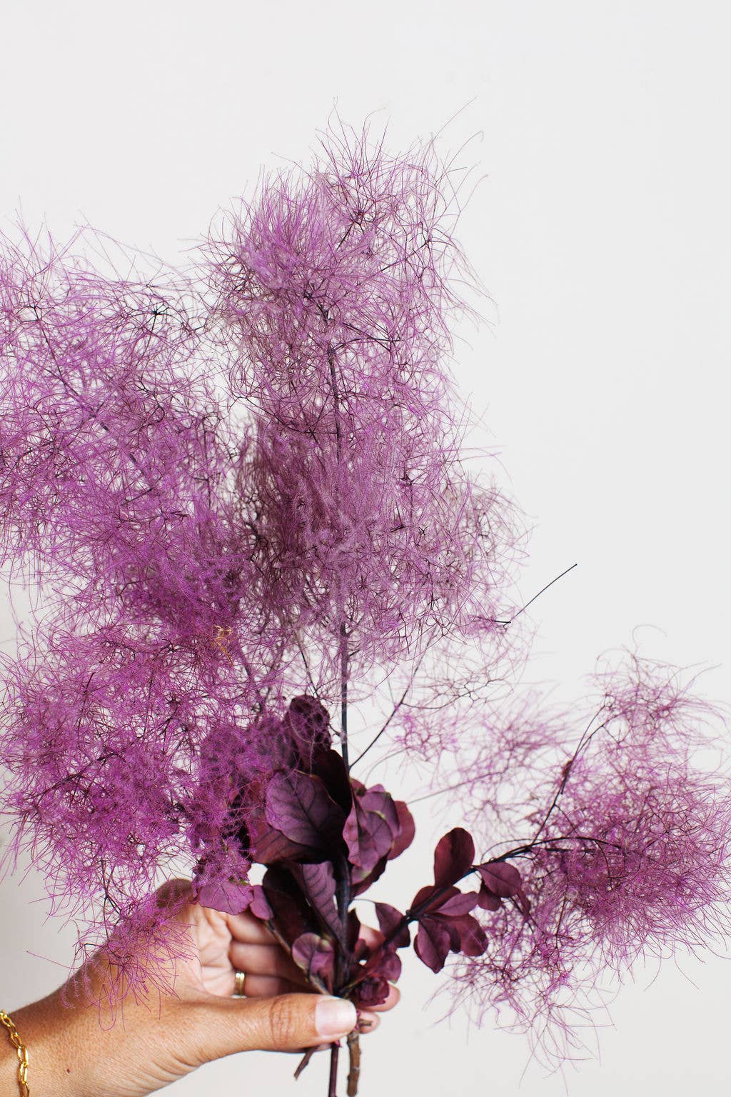 Preserved Smoke Tree - by Carlyle Avenue