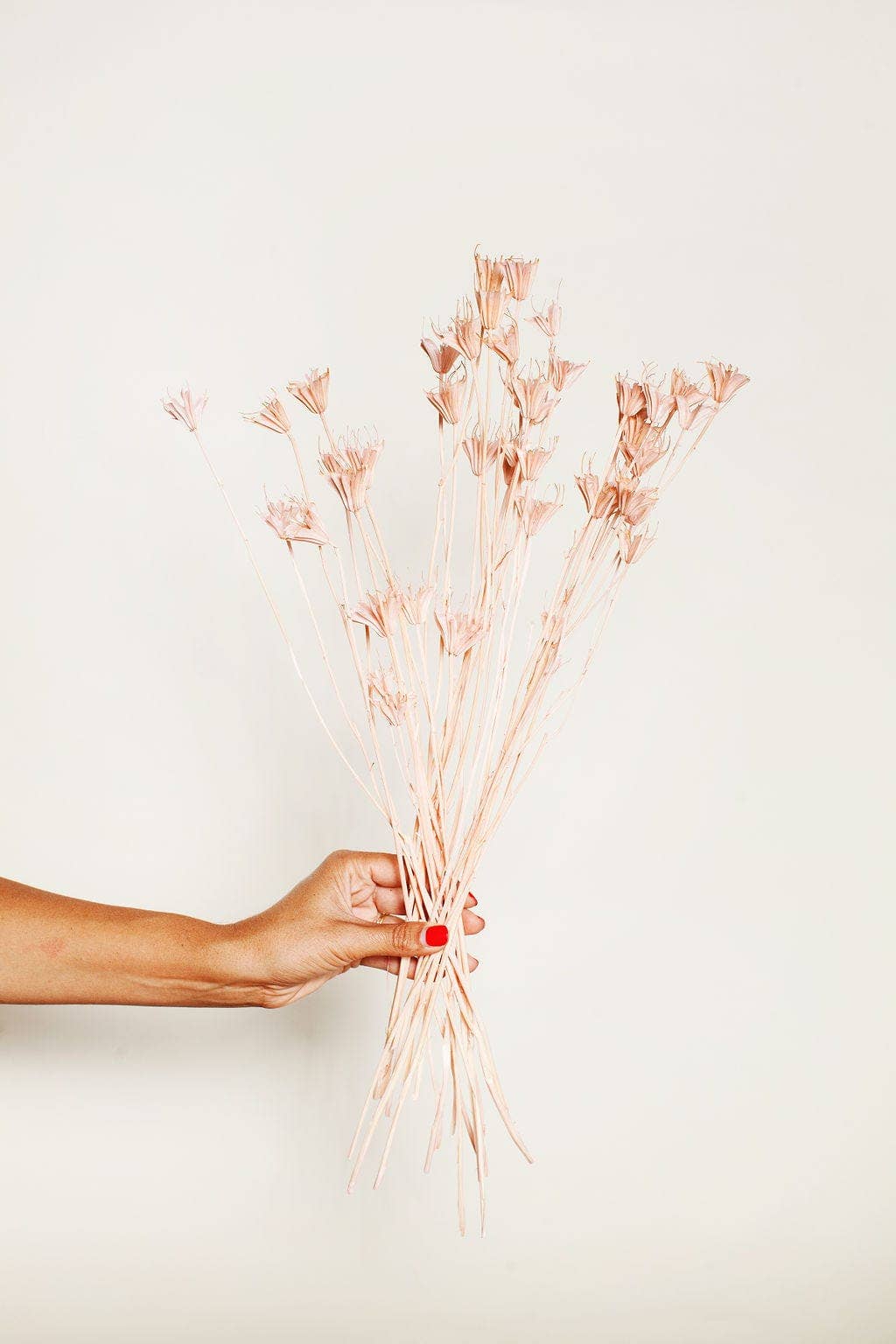 Dried Blush Nigella - by Carlyle Avenue