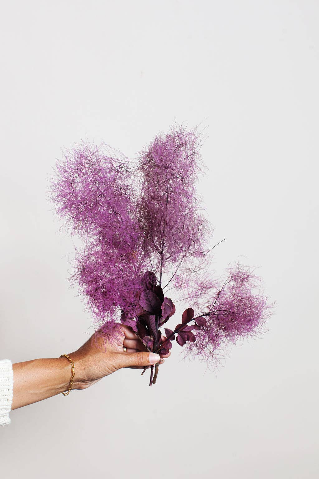 Preserved Smoke Tree - by Carlyle Avenue