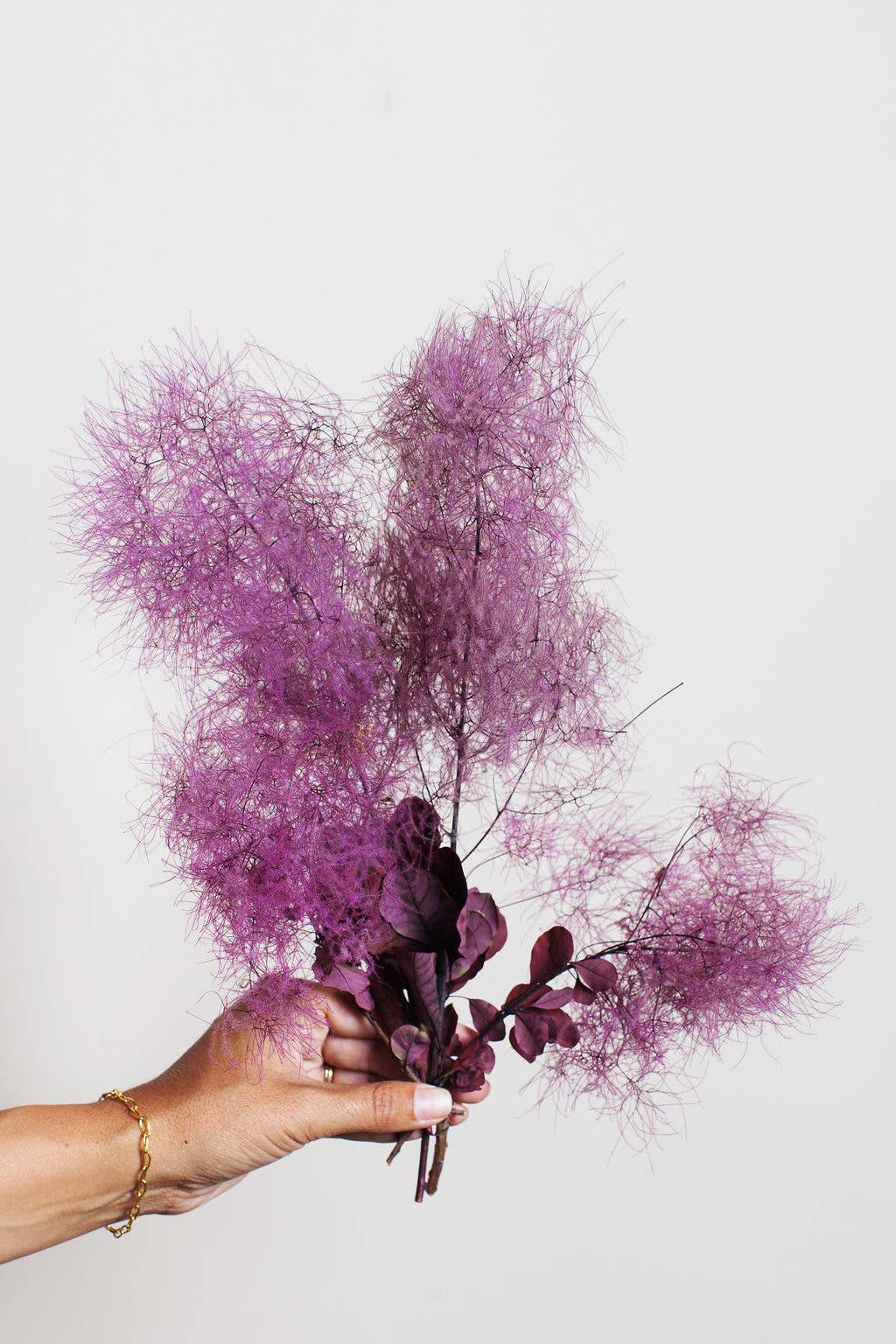 Preserved Smoke Tree - by Carlyle Avenue