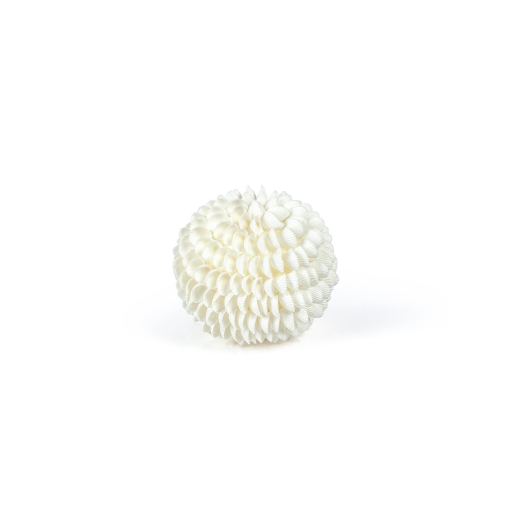 Natural Clamrose Seashell Fill Ball - Decorative Accessories by Carlyle Avenue