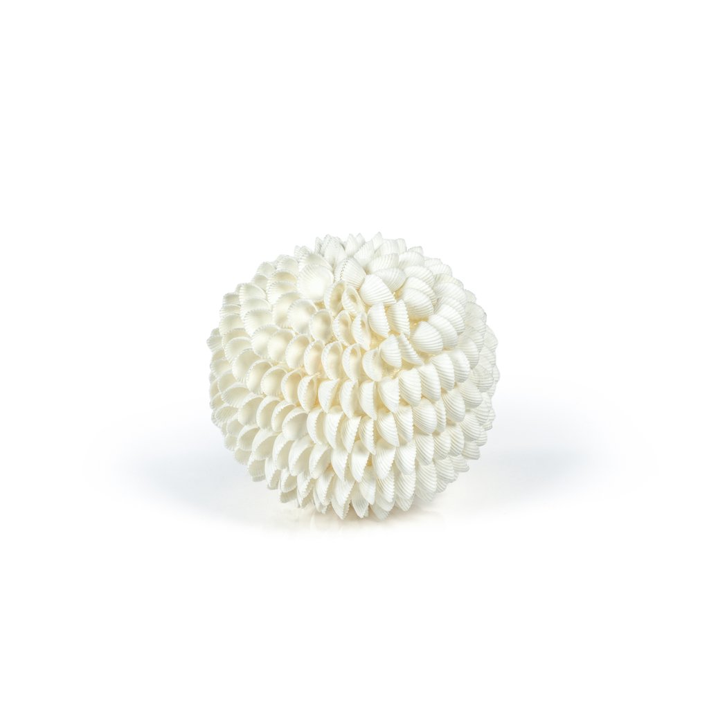Natural Clamrose Seashell Fill Ball - Decorative Accessories by Carlyle Avenue