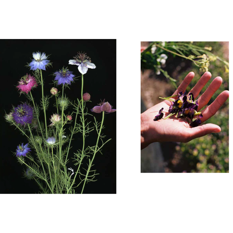 Edible Flowers: How, Why, and When We Eat Flowers - Books by Carlyle Avenue