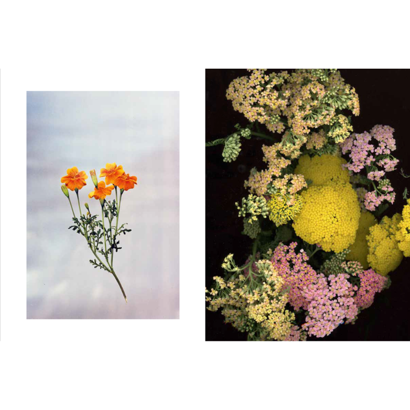 Edible Flowers: How, Why, and When We Eat Flowers - Books by Carlyle Avenue