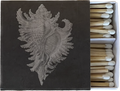 MOLLUSK - Matches by Carlyle Avenue
