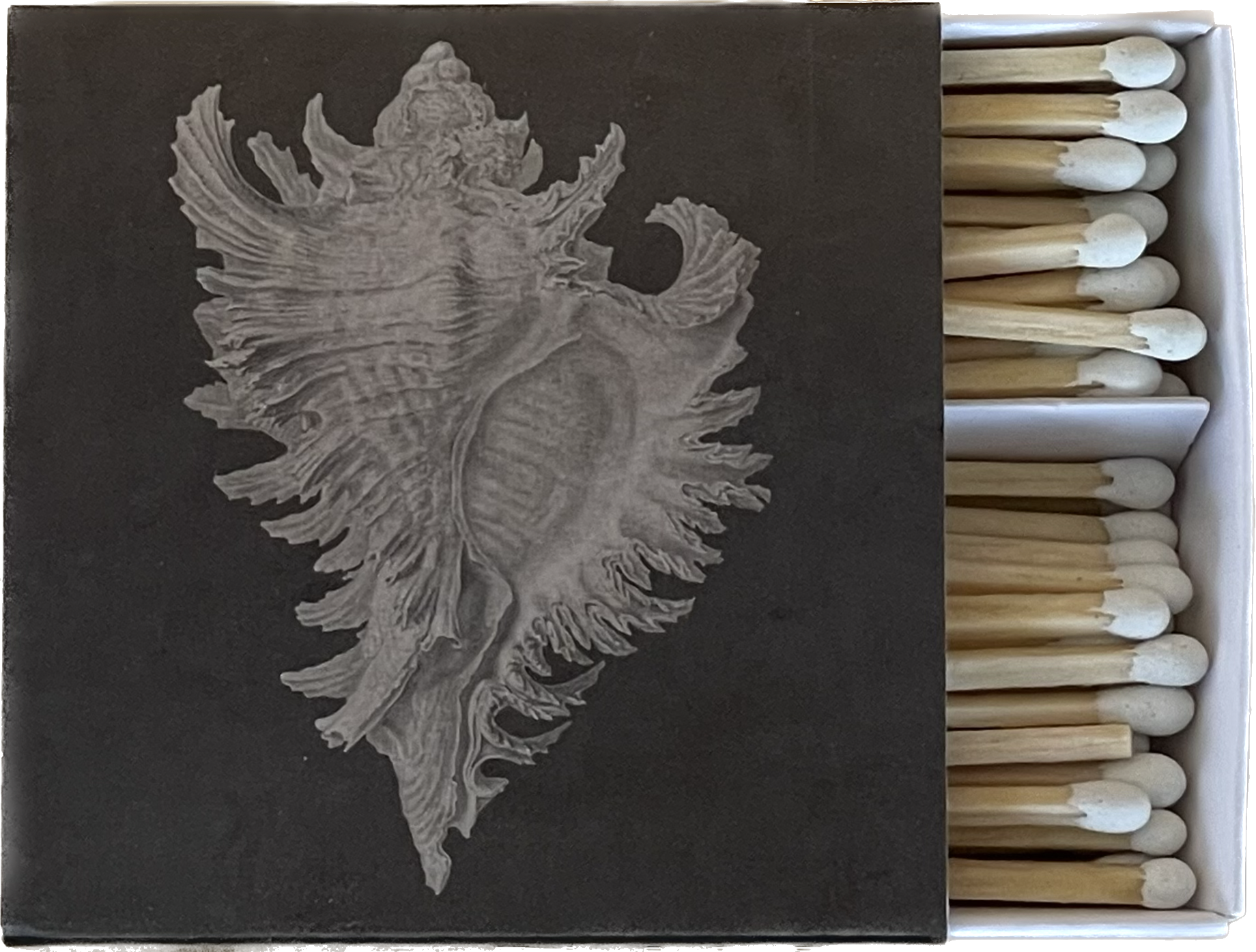 MOLLUSK - Matches by Carlyle Avenue