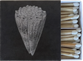 Cone Shell Matches