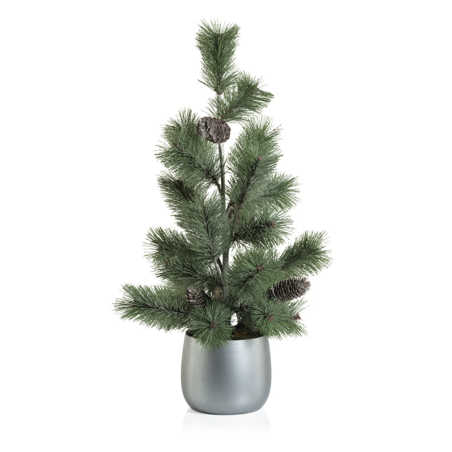 Alpine Fir Tree in Silver Ceramic Pot