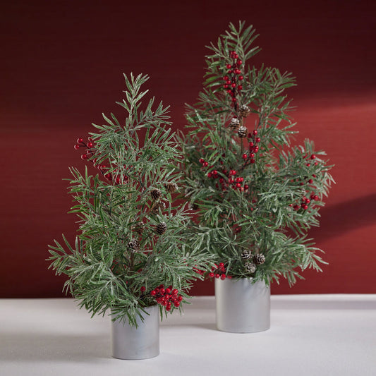 California Pepper Tree in Ceramic Pot