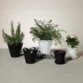 Petal Rim Flower Pot - Pots & Planters by Carlyle Avenue