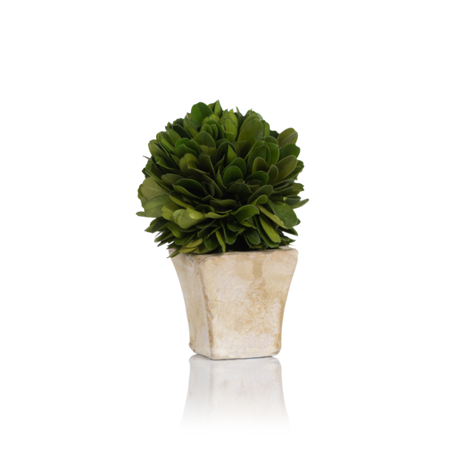 Round Boxwood Topiary in Square Pot