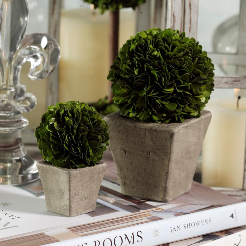 Round Boxwood Topiary in Square Pot - CARLYLE AVENUE