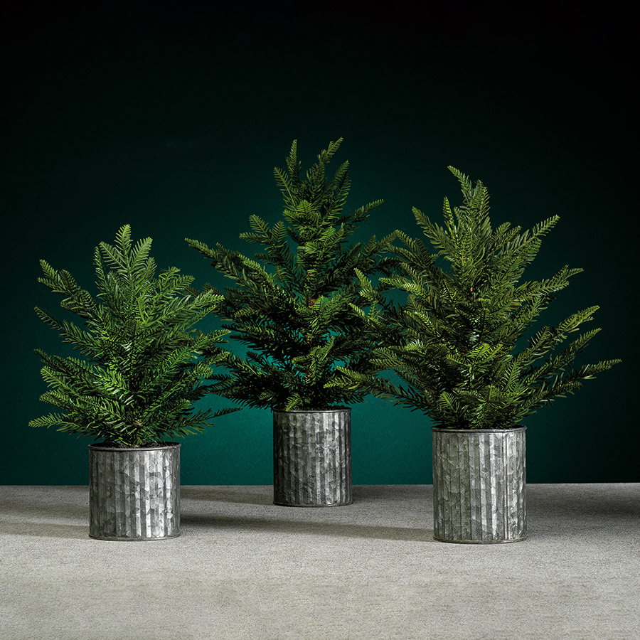 Pine Tree in Galvanized Pot