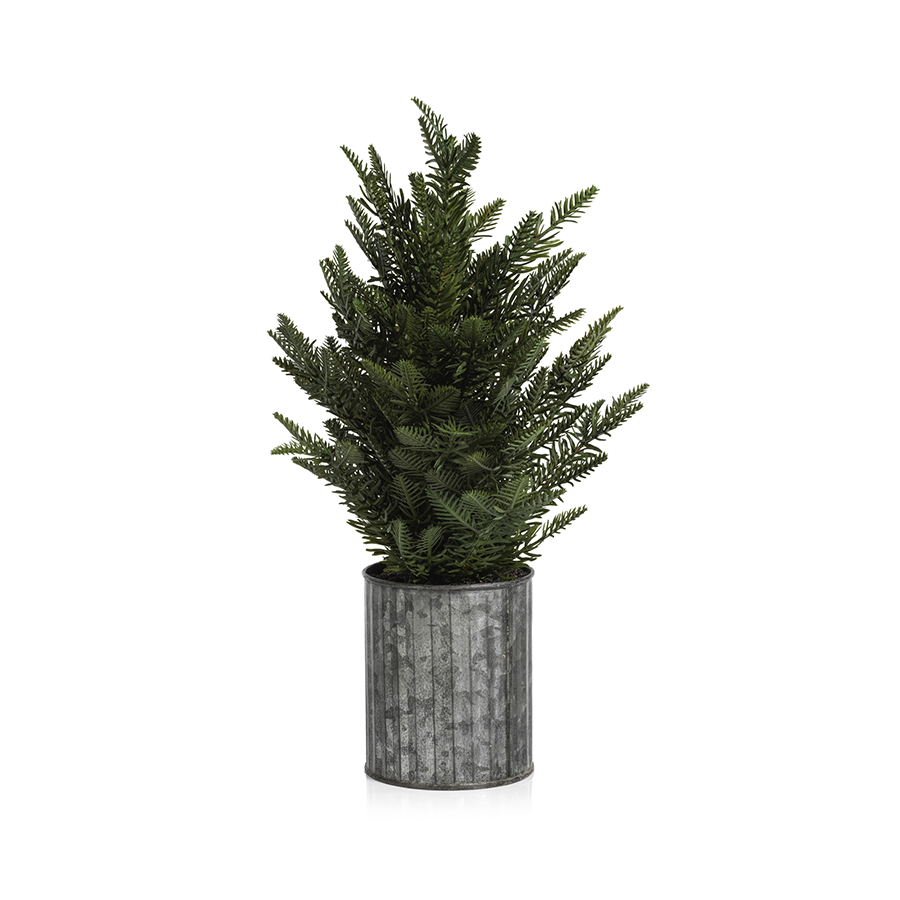 Pine Tree in Galvanized Pot