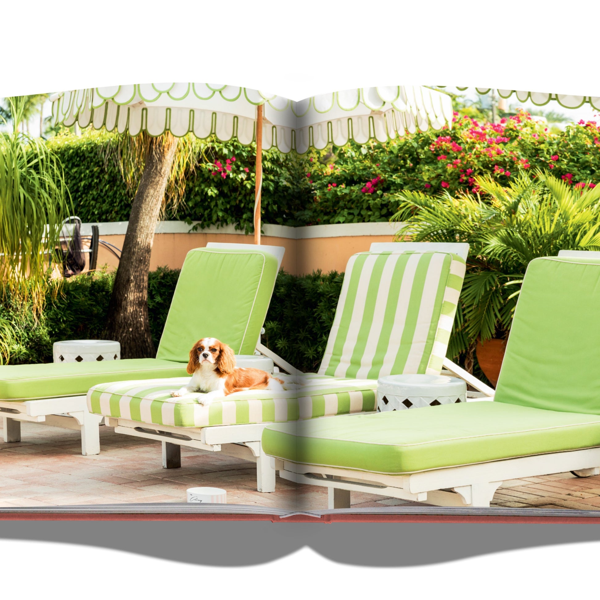 Palm Beach - Books by Carlyle Avenue