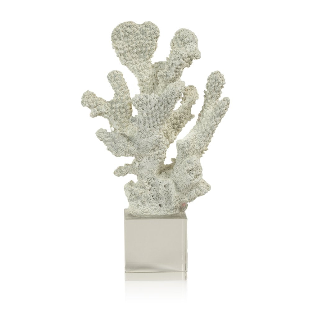 White Coral on Acrylic Base - Decorative Accessories by Carlyle Avenue