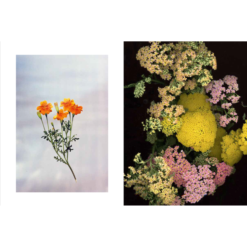 Edible Flowers: How, Why, and When We Eat Flowers